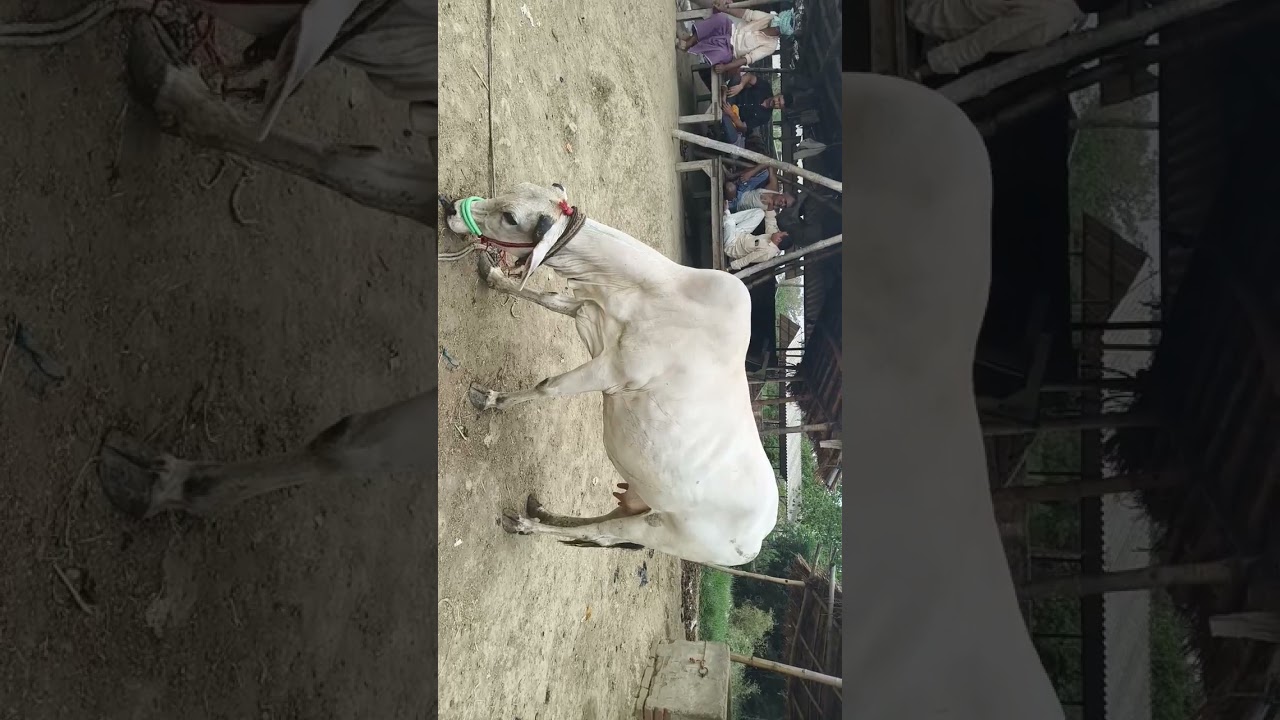 chausa Cow mandi buxar Bihar se nya video