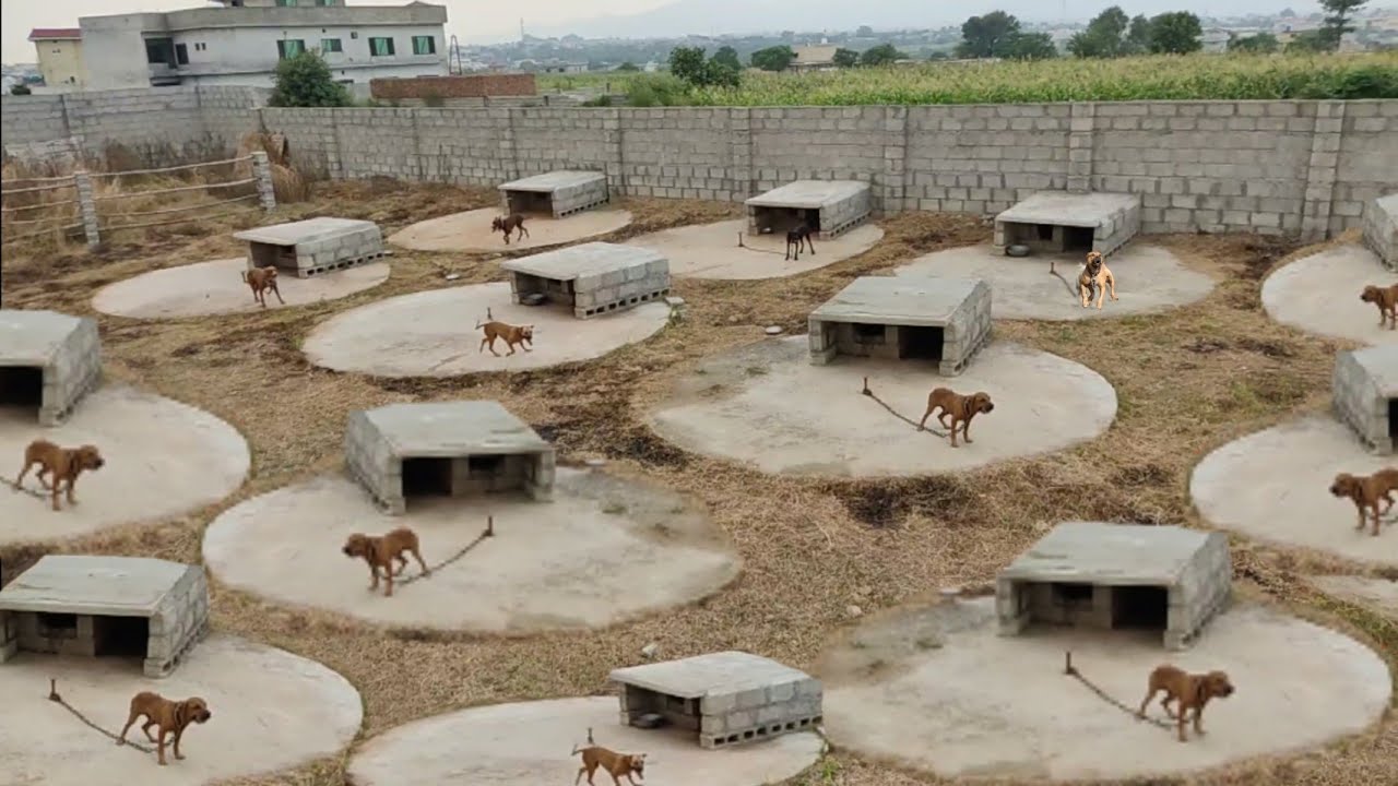 Biggest Pitbull kennel in Punjab! American Pitbull terrier.