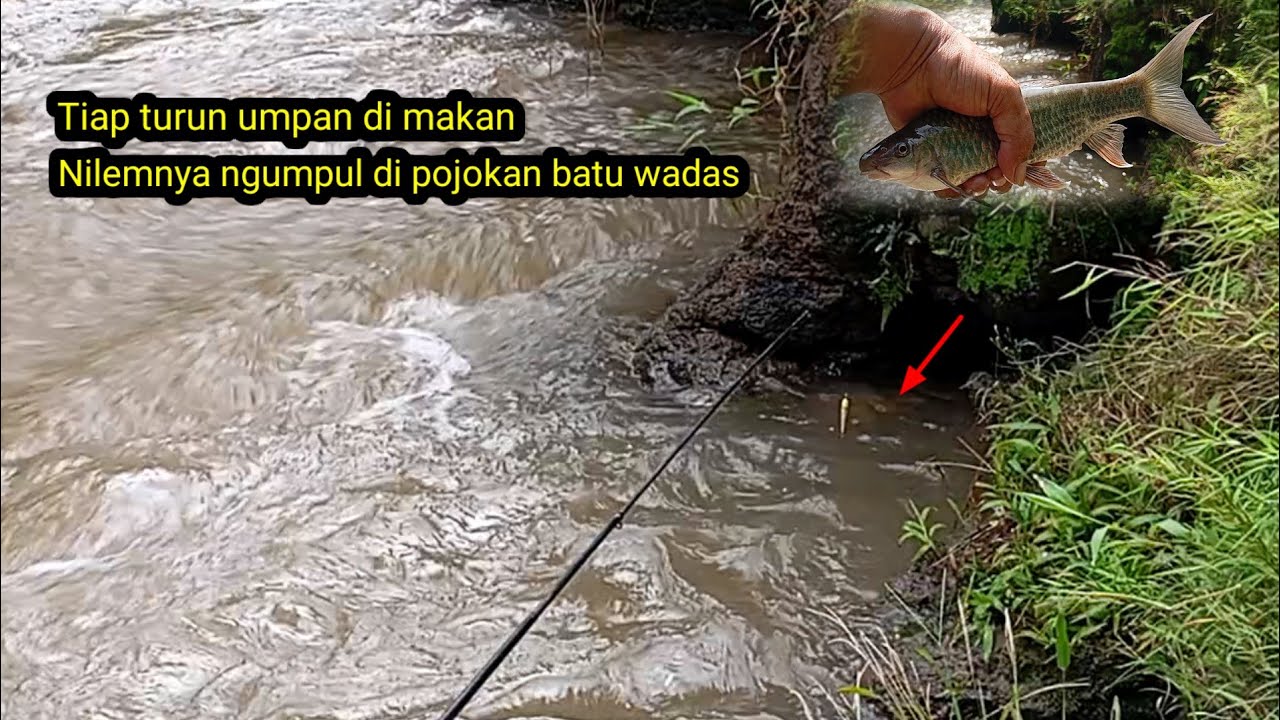 FULL STRIKE!!! MANCING NILEM UMPAN MENDOAN STRIKE BERTUBI TUBI!! 