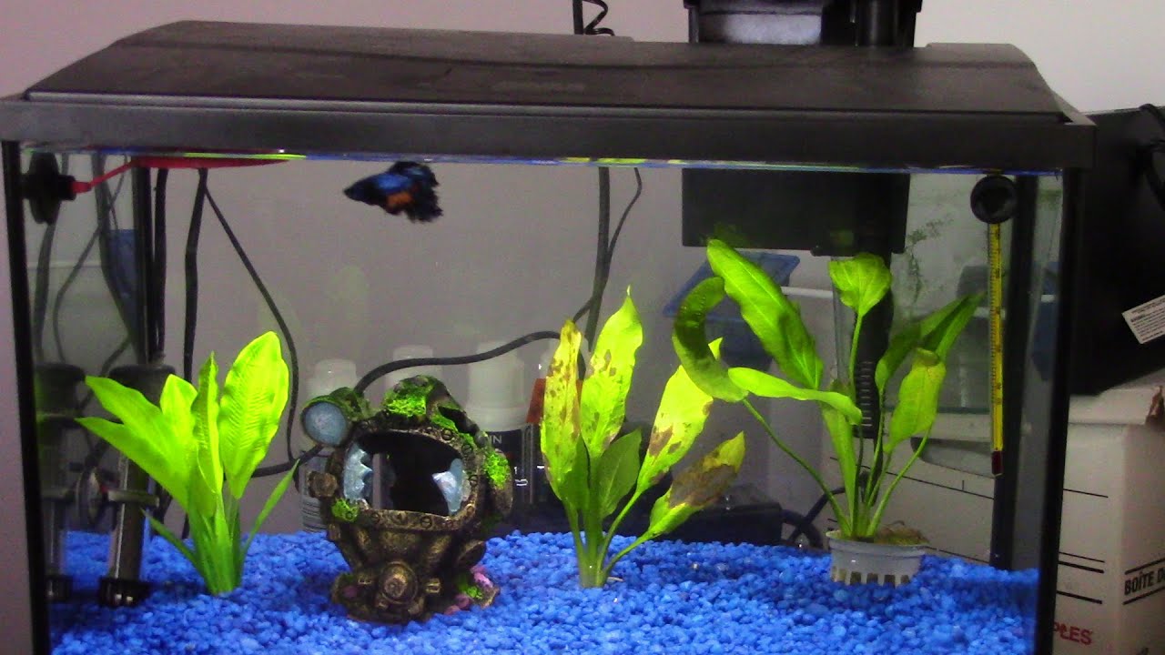 Vlog # 626 Bartholomew The Betta Doing Well