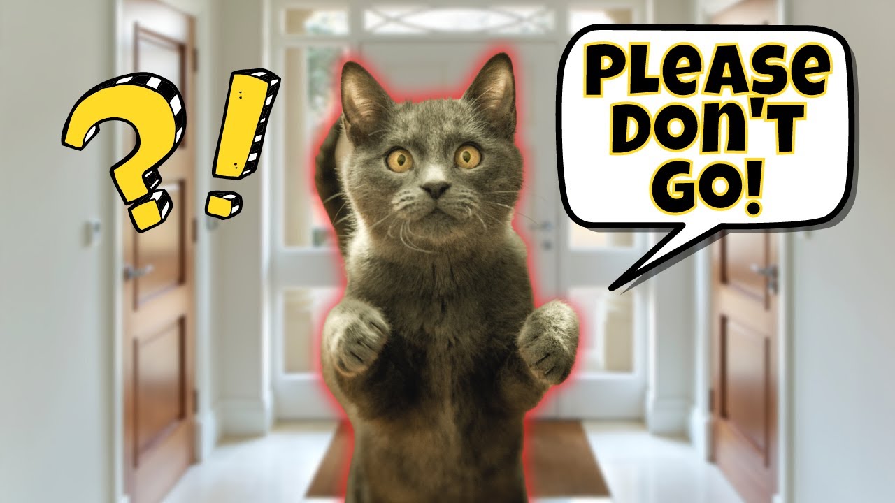 8 Signs of Separation Anxiety in Cats (& How to Help Them)