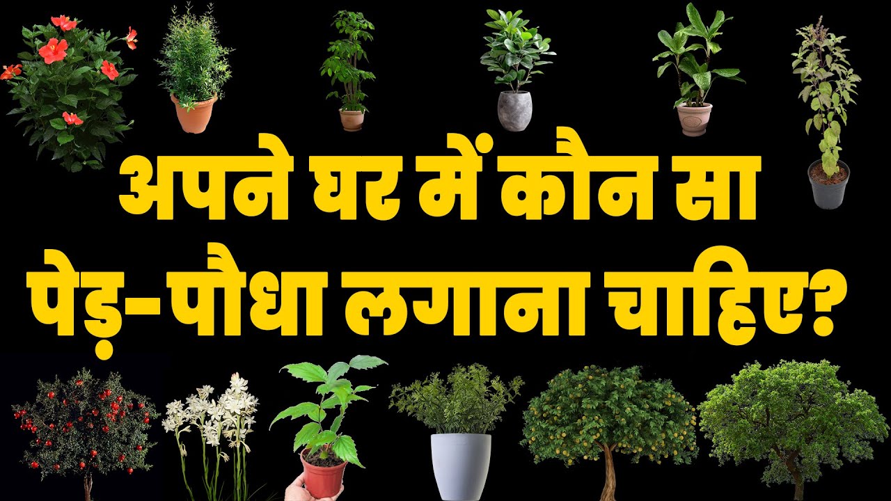 अपने घर में कौन सा पेड़-पौधा लगाना चाहिए? Best Vastu Plants for your Home | Part-1
