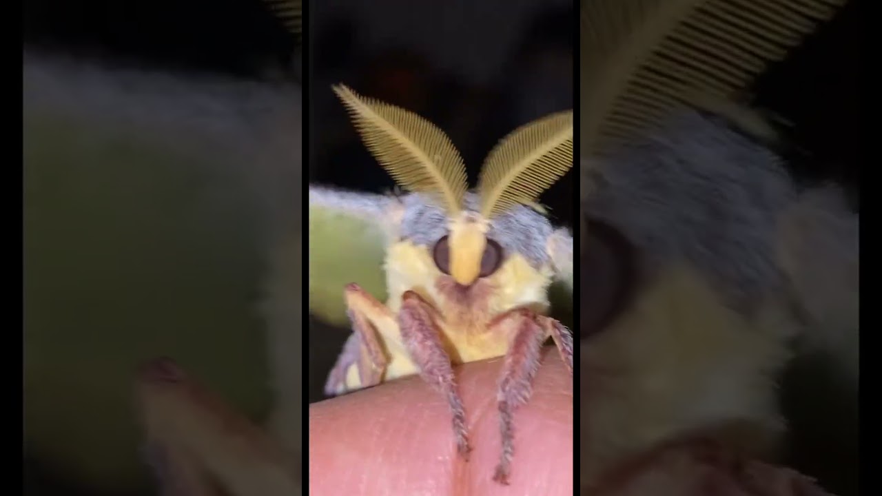 The cutest moth you will ever see!😂 #moths #cute #meme #viralshorts #feed #feedshorts #butterflies