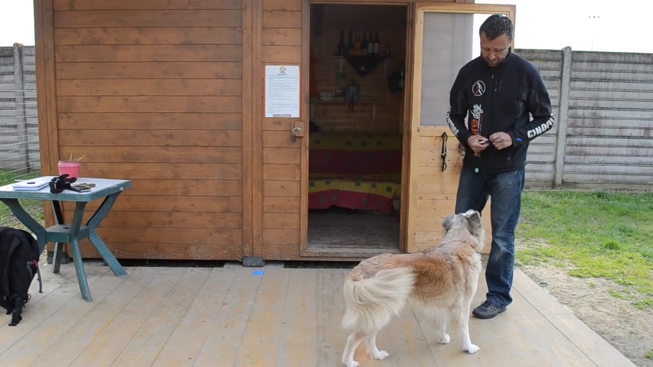 Tutorial Target Stick con il cane - DobreDog