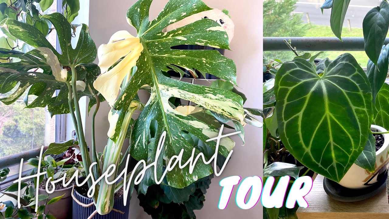 150+ HOUSEPLANT TOUR | PLANT COLLECTION 2021