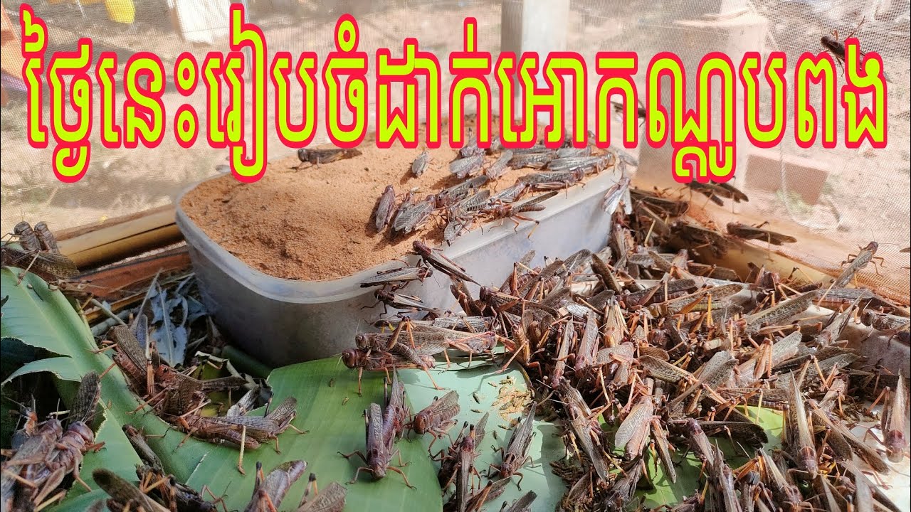 ការរៀបចំអោយកណ្តូបពង #របៀបចិញ្ចឹមកណ្ដូង
