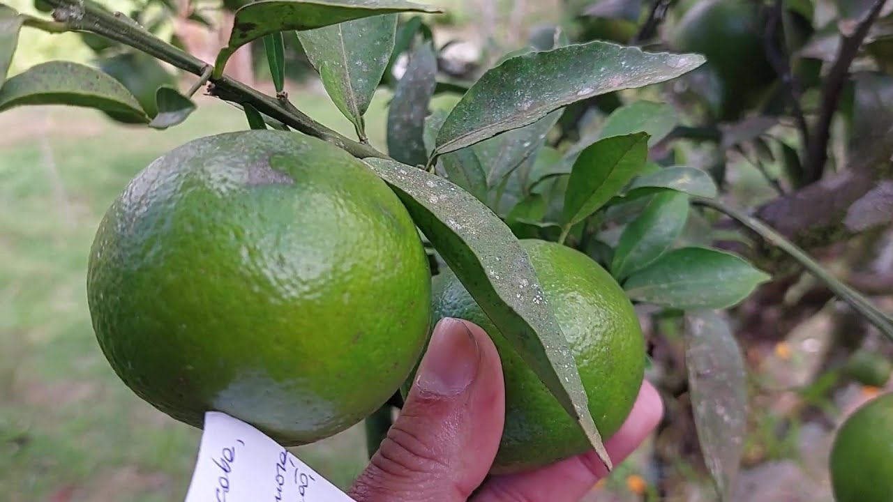 UM SONHO DE CHÁCARA A VENDA, rico em frutíferas, 2 nascentes, riacho, DOC. OK! em Gonçalves/MG