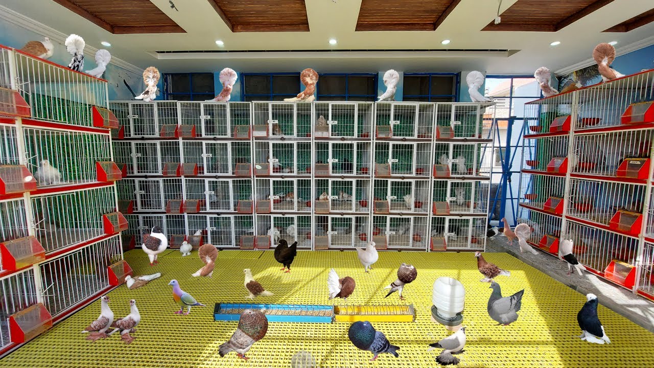 World Most Beautiful Pigeon Farm | Biggest Imported Pigeon Farm | World Class Pigeon | Pak Pets