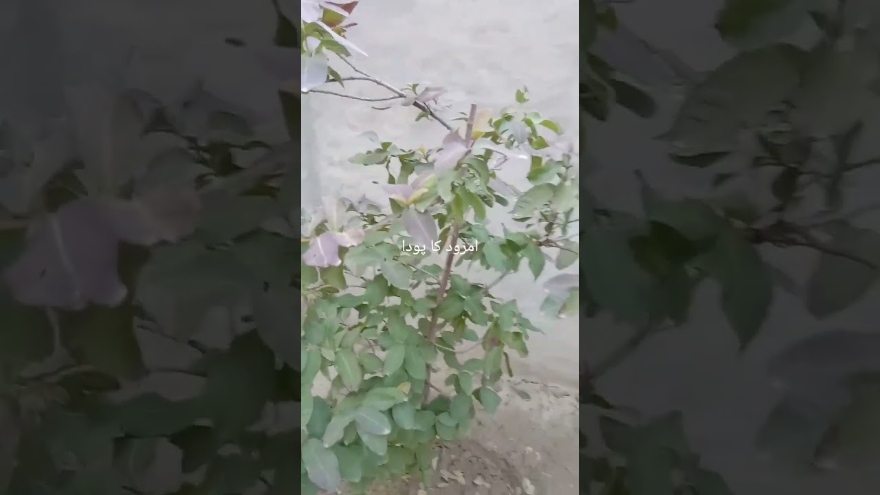 Guava plant and it's conditionامرود کے پودے کا آ پریشن 
