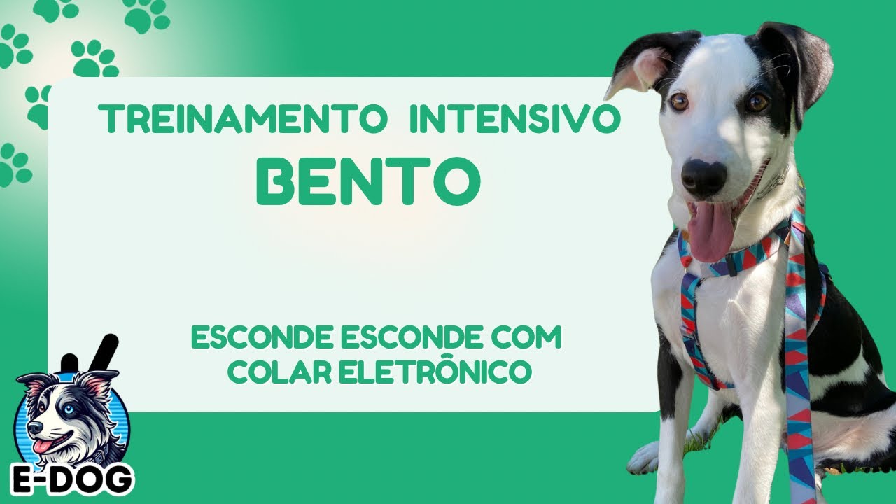 Esconde esconde com colar eletrônico - Dia 10 - Treinamento Intensivo Bento