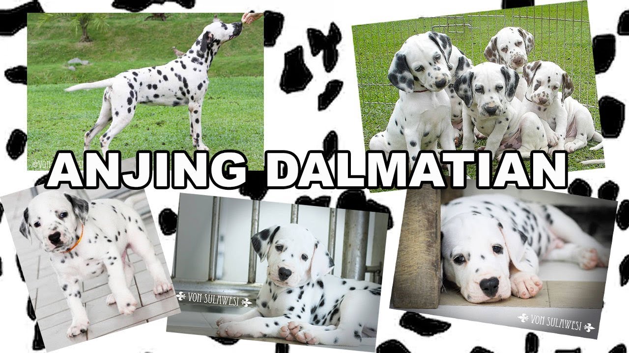 ANJING DALMATIAN BERWARNA MEWAH & UNIK - ANJING LANGKA DI INDONESIA