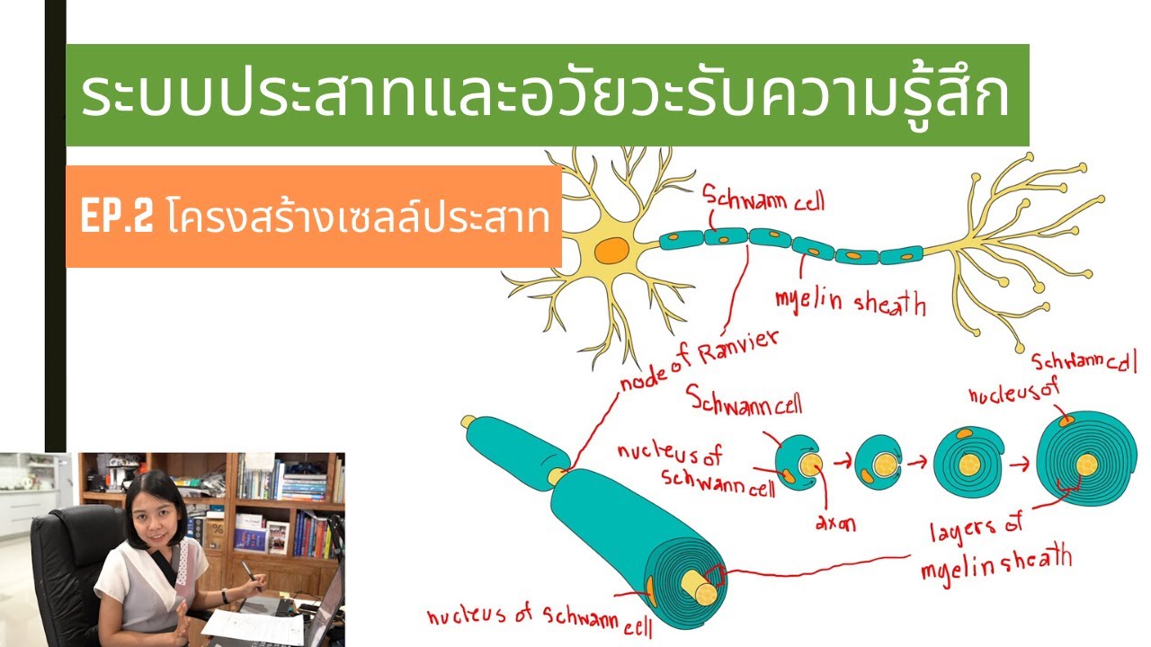 ระบบประสาทและอวัยวะรับความรู้สึก EP. 2 โครงสร้างเซลล์ประสาท