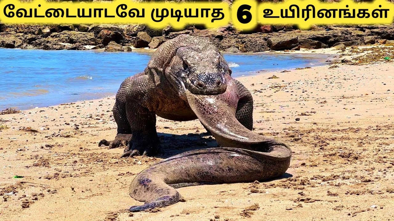 ஆபத்தான உயிரினங்கள் || Six Most Venomous Creature || Tamil Info Share