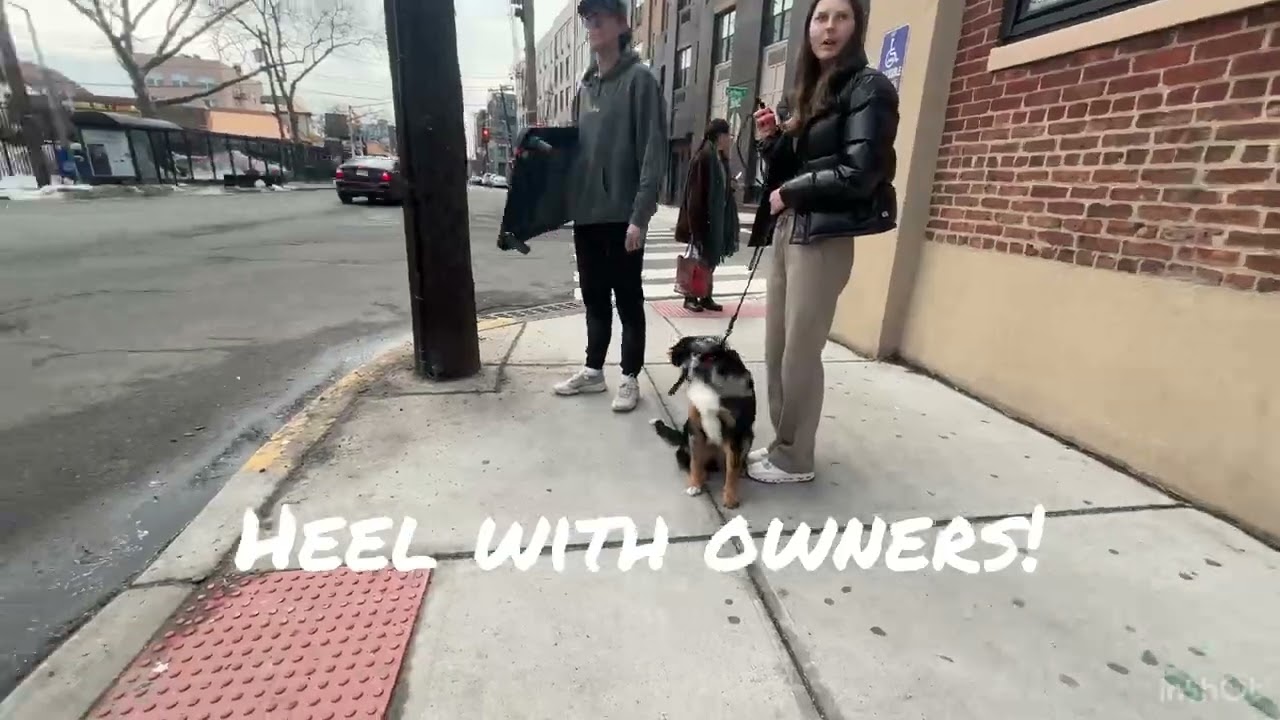 DOG TRAINING | OFF LEASH K9 TRAINING | NYC TRAINER | OBEDIENCE TRAINING | MAJOR THE 6 M/O AUSSIE