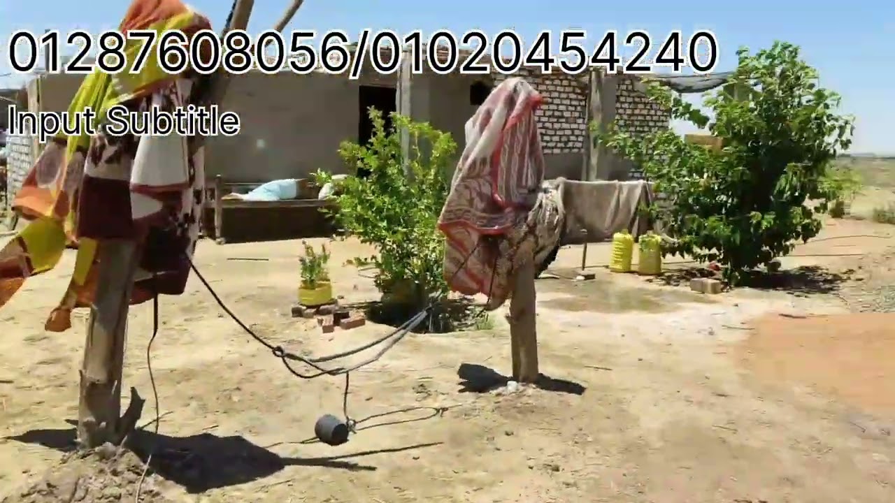 مزرعه 4فدان مزروعه برسيم حجازي وسعرها أقل من موجود فيها .تعال نشوف 