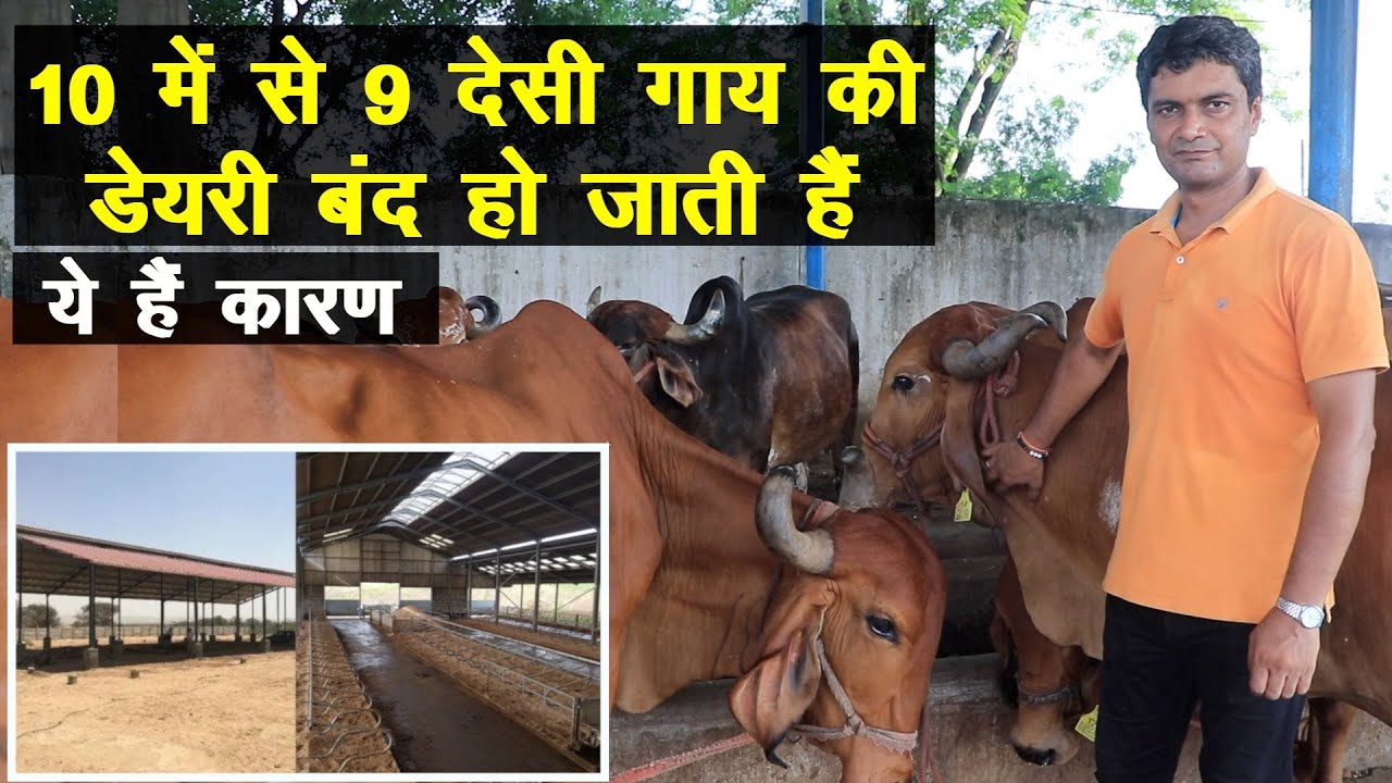 90% देसी गाय की डेयरी बंद हो जाती हैं देसी गोपालन का सच देखिए || Desi Cow Dairy Farming ||