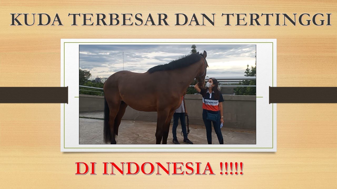 BARON KUDA TERBESAR DAN TERTINGGI DI INDONESIA !PECAHKAN REKOR KING AGOGO