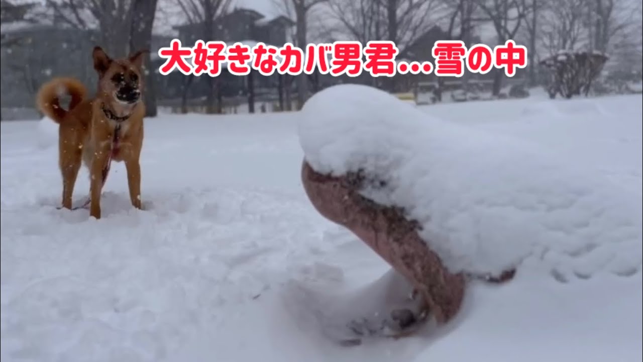 雪国のお散歩♪カバ男君またね！
