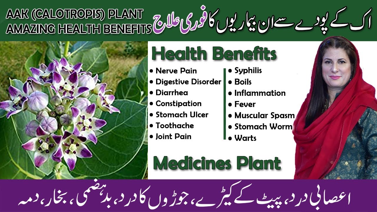 AAK CALOTROPIS PLANT BENEFITS | ASTHMA | NERVE PAIN | GASTRITIS | FEVER | COUGH | BY DR. BILQUIS