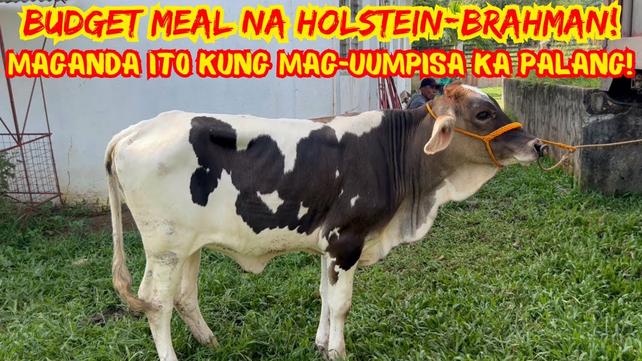 HOLSTEIN-BRAHMAN NA NAKITA SA SIPATAN, MAGANDANG ALAGAAN | SOLLE'S GANDANG BUHAY