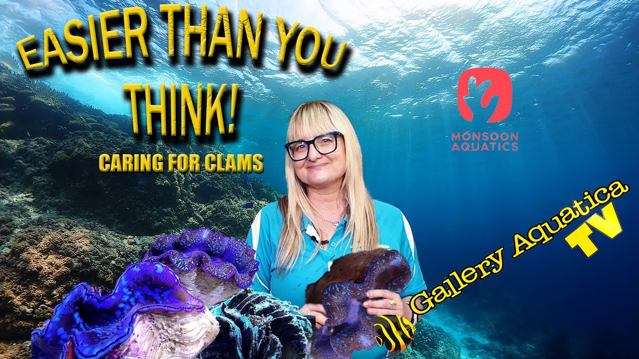 Taking the Mystery out of Tridacnid Clam care!