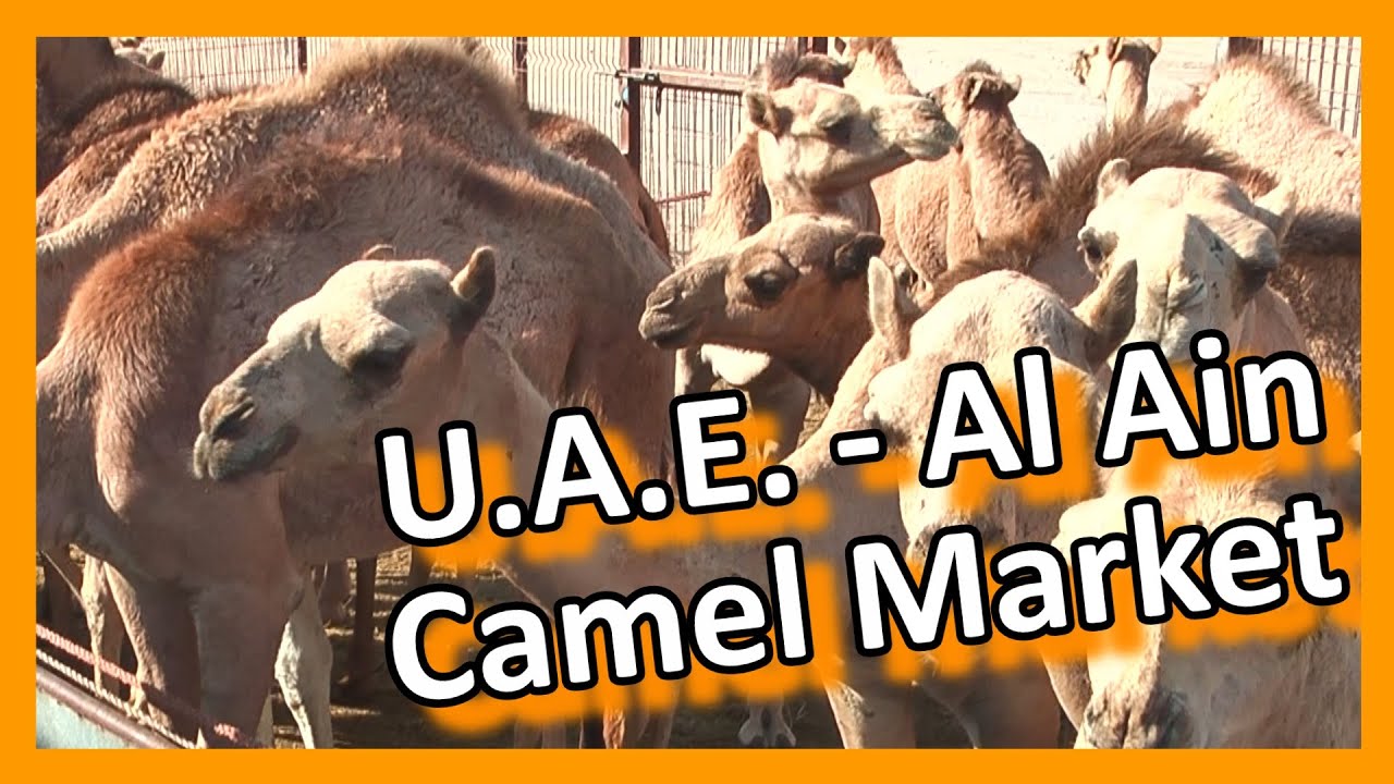 Abu Dhabi - Lively Al Ain camel & cattle market