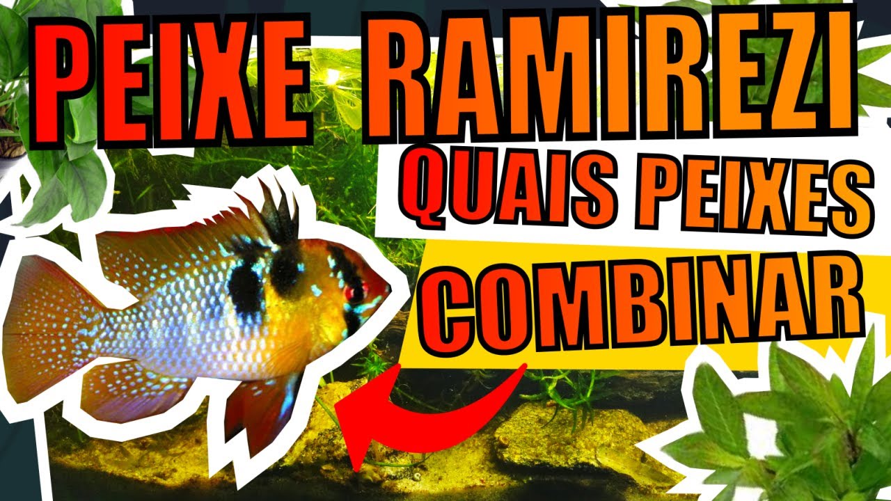 🔴RAMIREZI: QUAIS PEIXES COLOCAR JUNTO |Mr. Betta|
