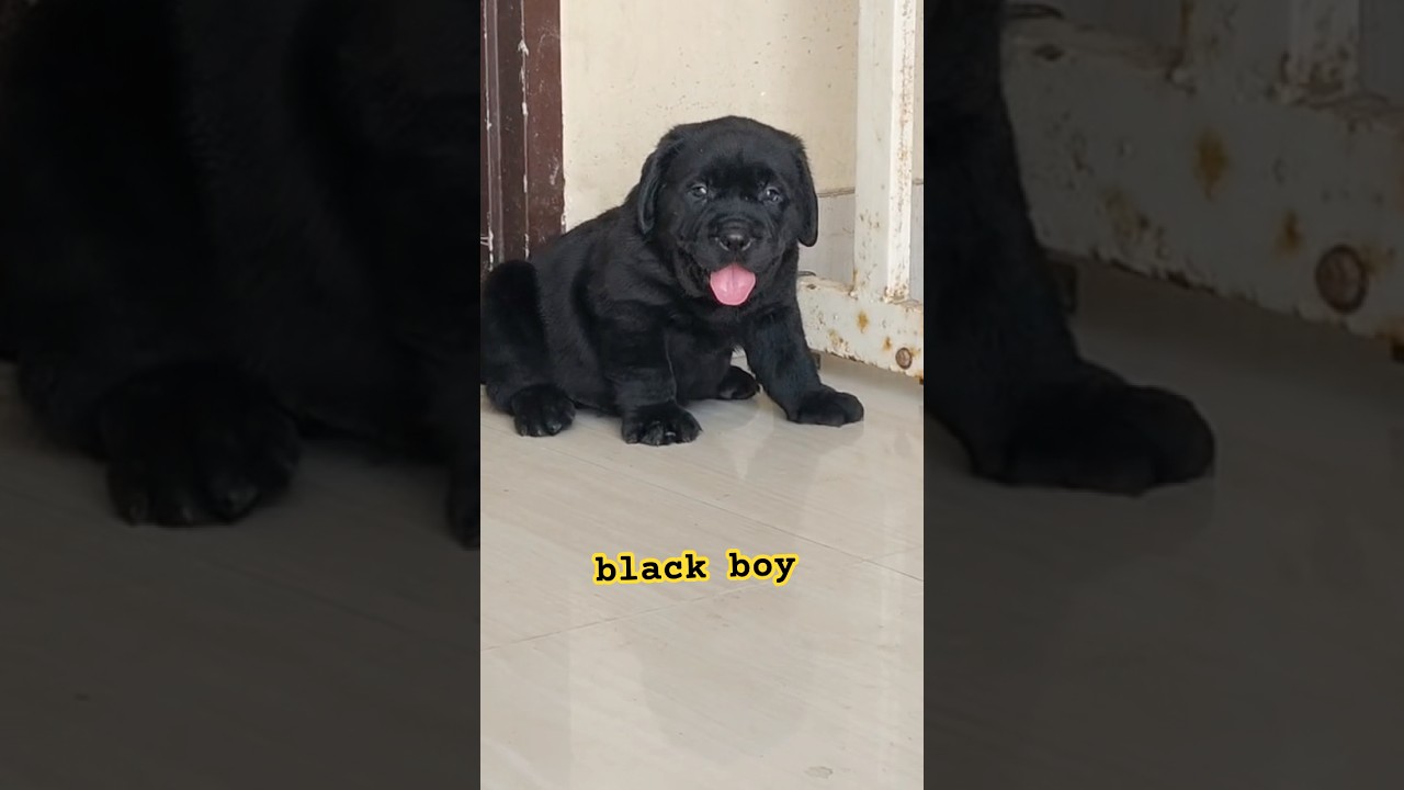 🐾 Adorable Black Lab Male Puppy | Ready For New Home 