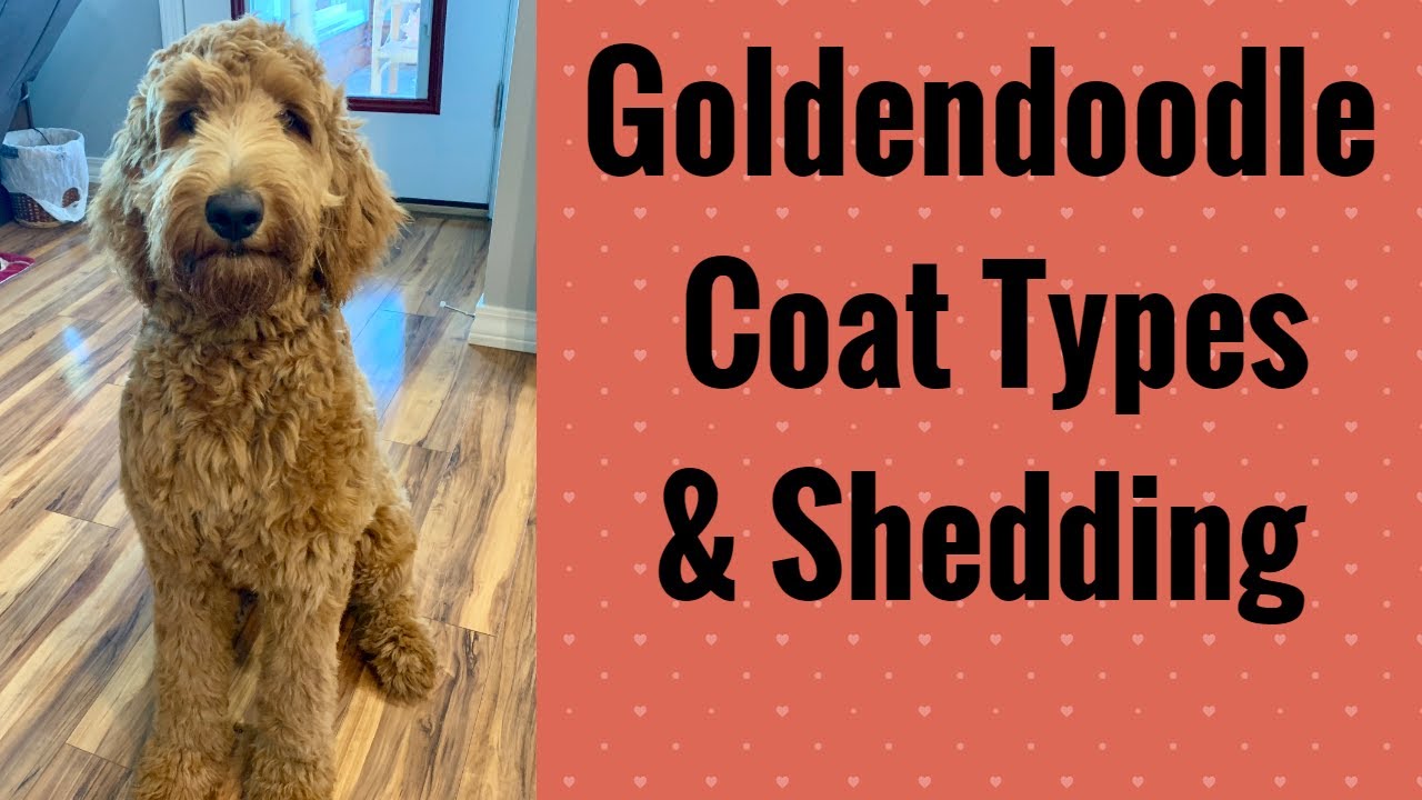 Goldendoodle Puppy Coat Types /  Goldendoodles Shedding