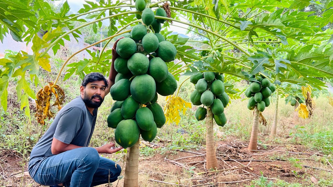 ലക്ഷങ്ങൾ നഷ്ടം വന്ന Red Lady Papaya farm | എന്തുകൊണ്ട് ഇങ്ങനെ സംഭവിച്ചു ?