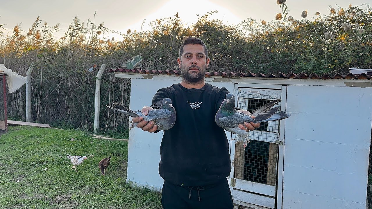 Eren Acil Arap Erkek 3. Tek Uçumu 🕊️ Taklacı Güvercin Oyunkuşu