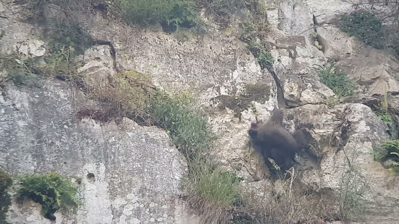 Osezno con problemas para llegar con mam&aacute; osa.