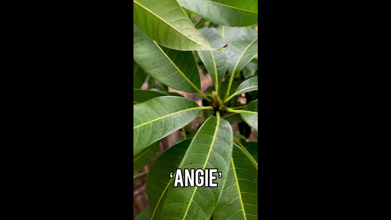 Mango Multi-Graft: 11 Varieties - 1 Tree