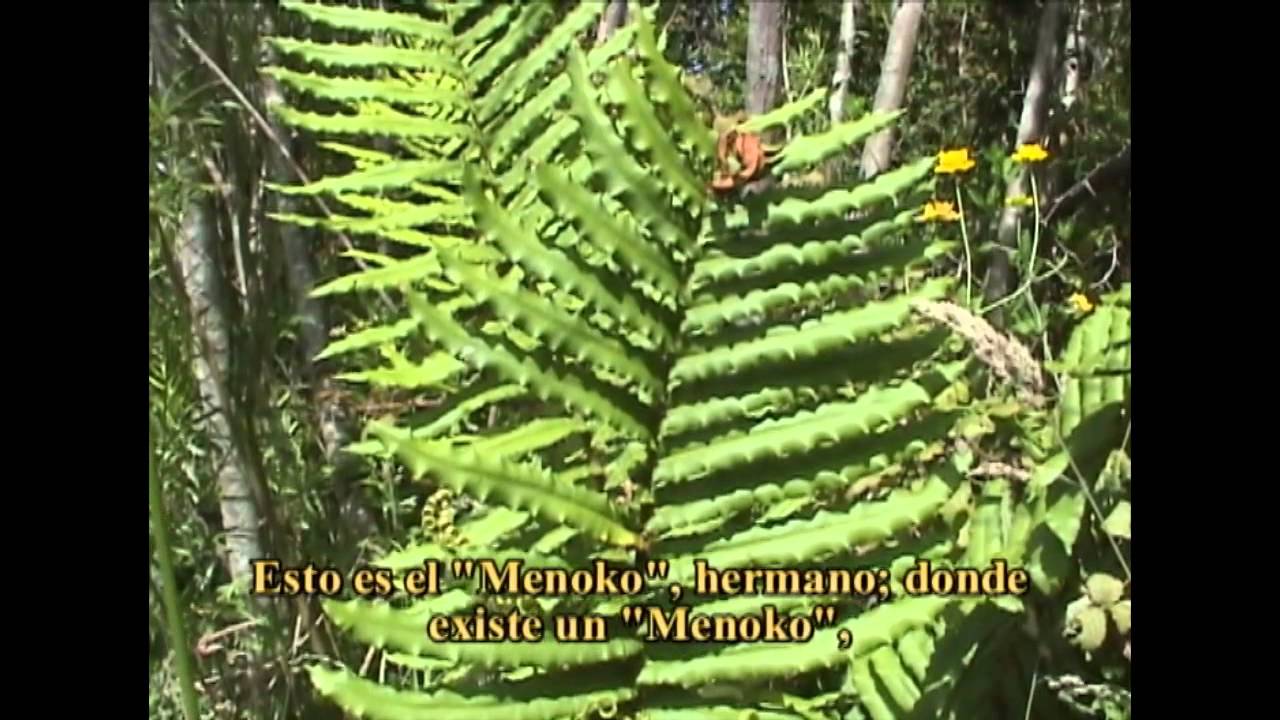 MENOKO ÑI MONGEN - Serie Documental MAPUCHE KIMVN (2003)