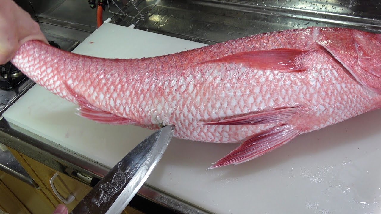 【ノーカット】巨大な南国の海に生息するキンギョのような魚のおなかから・・・(Huge goldfish stomach exploded)