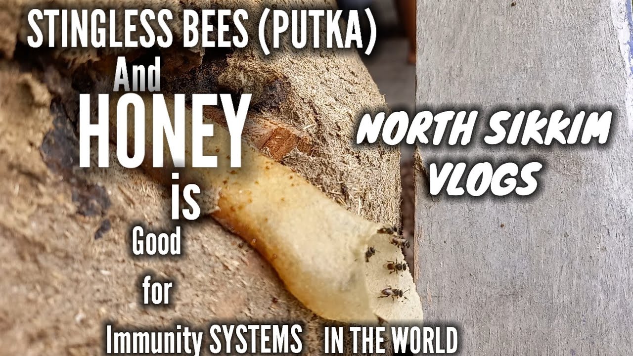 stingless  bees ad Hunny vlogs.North sikkim