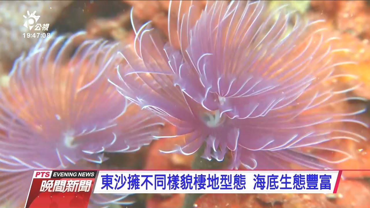 1998東沙環礁大規模白化 20年後珊瑚生態仍未痊癒 20210115 公視晚間新聞