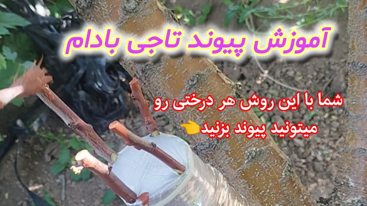 کاملترین آموزش پیوند تاجی بادام 👍
