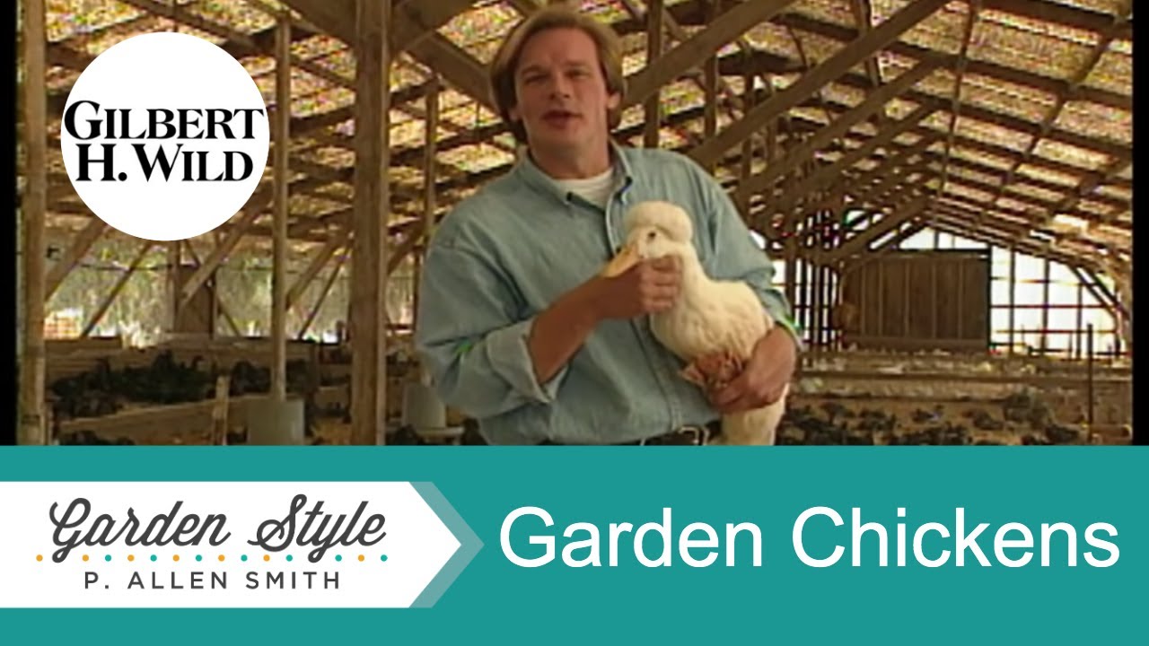 Raising Chickens in the Garden | Garden Style (123)