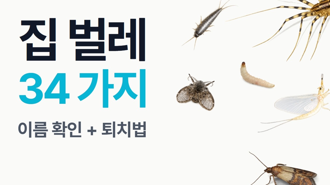 집 벌레 종류 34가지의 정보와 퇴치법을 총정리했습니다