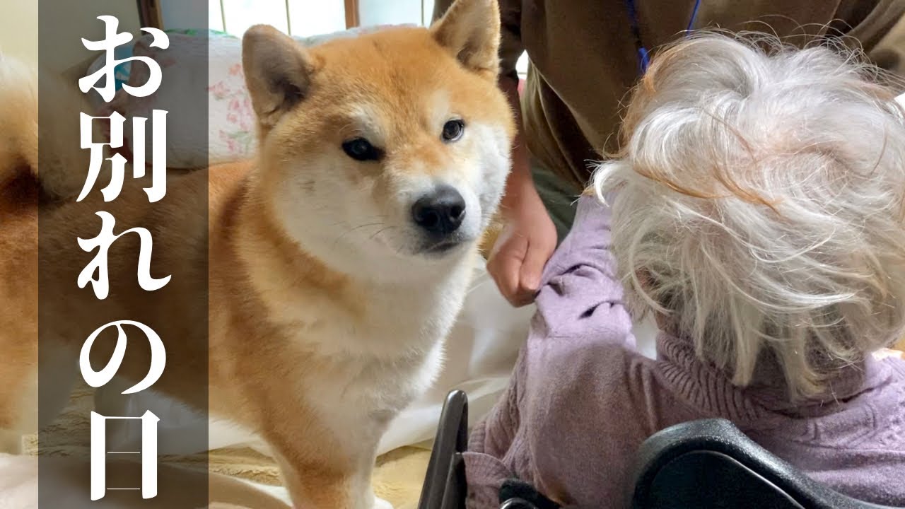 実家最終日、ひぃばあちゃん(91歳)との別れを惜しむ柴犬