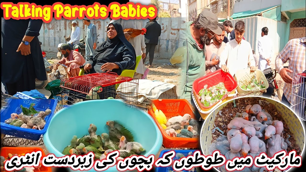 Lalukhet Exotic Birds Market 2026 Latest Update | lalukhet birds market 2026 latest Update@SYEDBIRDS