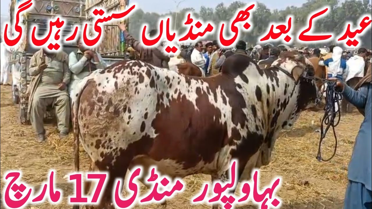 Bahawalpur Cow Mandi 2026 | Sahiwal  Cholistani Brahman Nukra Bachre Rates | Global Village Farming 