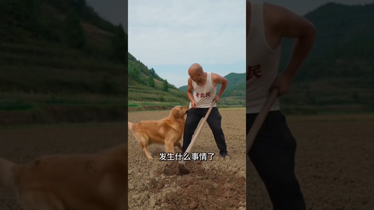 A clever dog saved grandma &ndash; a positive story.