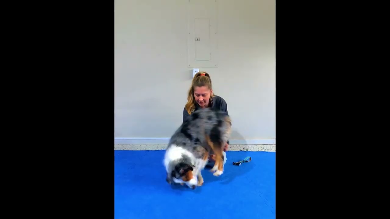 Somersault Dog Training