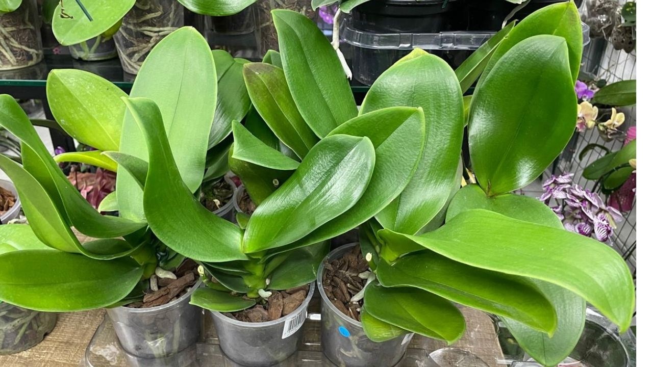 PROMOÇÕES IMPERDIVEIS! SÓ ORQUÍDEAS DE VEGETAL LINDO APATIR DE $ 25,00 | JD Orquídeas