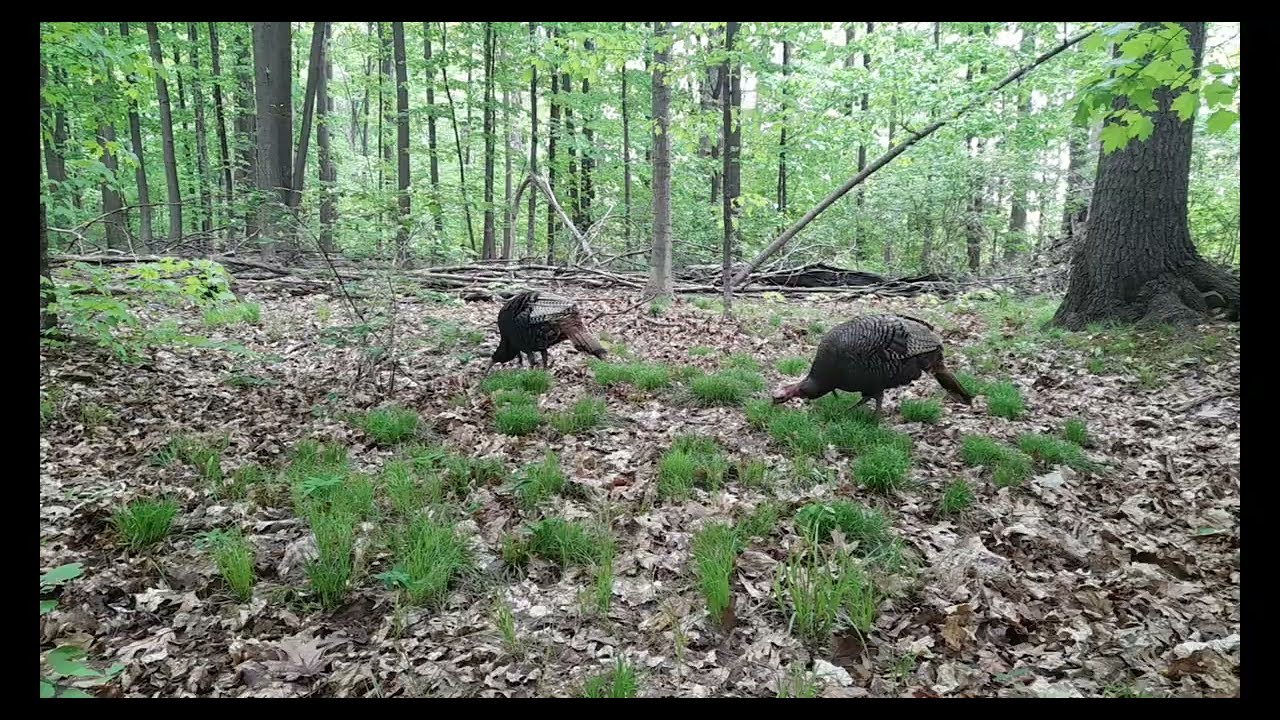 Wild Turkey (Meleagris gallopavo) in Ottawa, Chelidonium majus (Celandine)