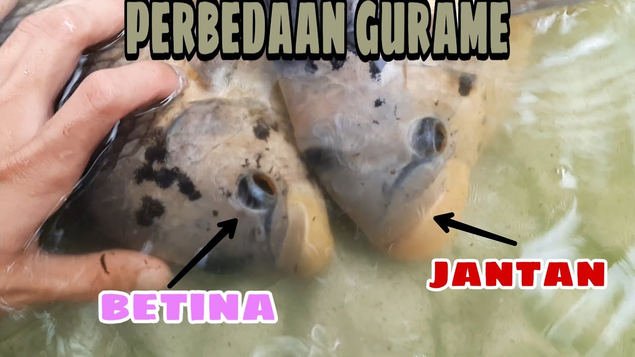 PERBEDAAN IKAN GURAME JANTAN DAN BETINA ‼️ SYARAT PEMIJAHAN BERHASIL