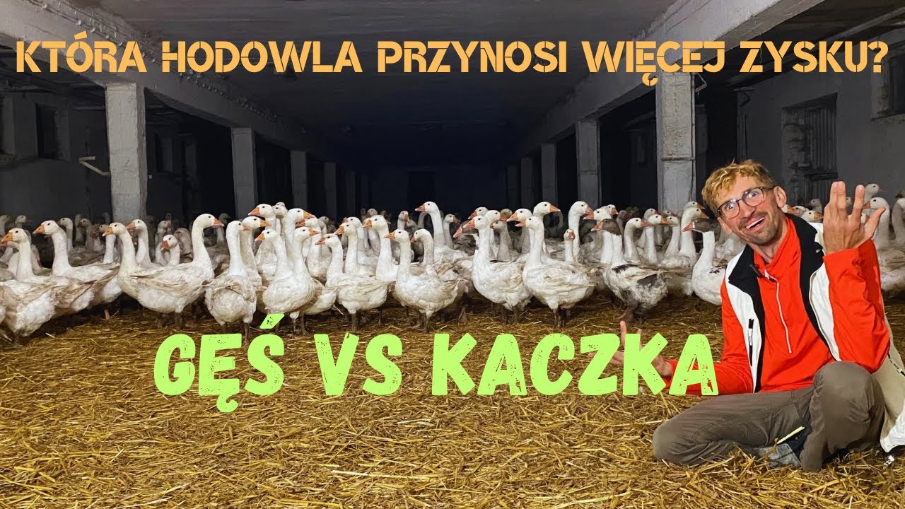 Która Hodowla jest bardziej opłacalna 🤔 Gęś vs Kaczka ❤️🔥