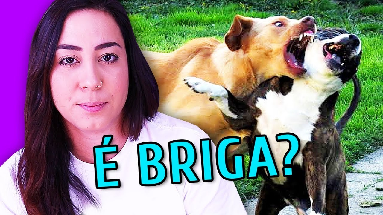 CACHORROS BRINCANDO OU BRIGANDO? QUANDO INTERFERIR
